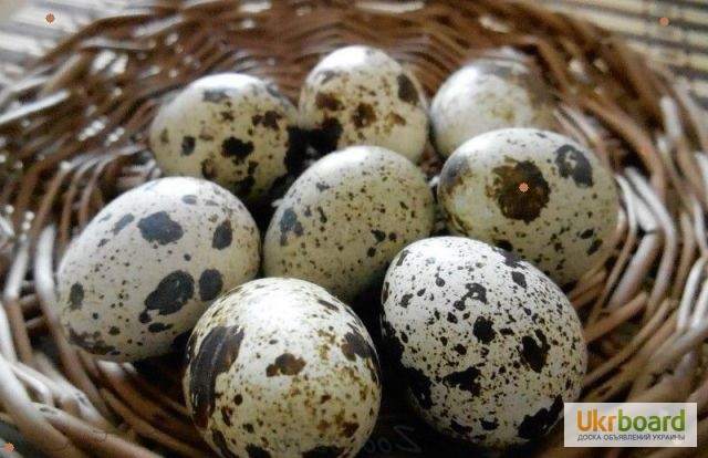 Яйца перепелиные домашние в Бортничах