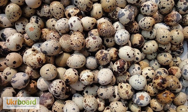 Фото 3. Яйца перепелиные домашние в Бортничах