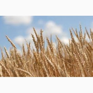 Семена озимой пшеницы Кубус, Скаген, Фабиус, Мемори, Богемия, Колония и др