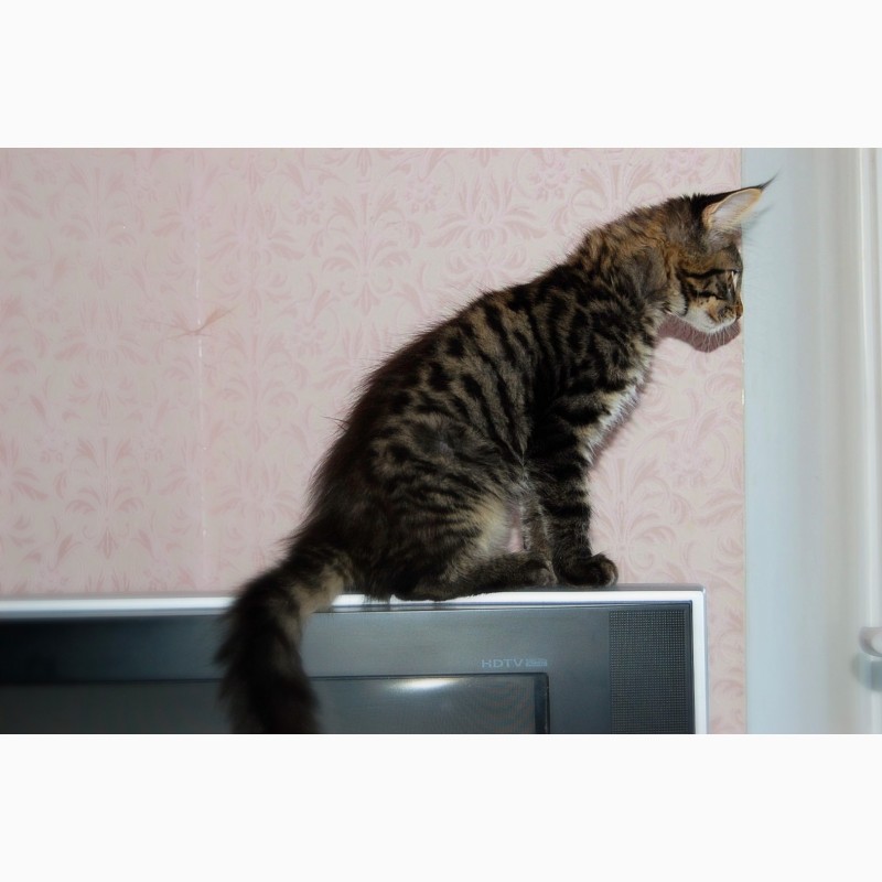 Фото 4. Мейн кун, очаровательные котята для шоу, для души