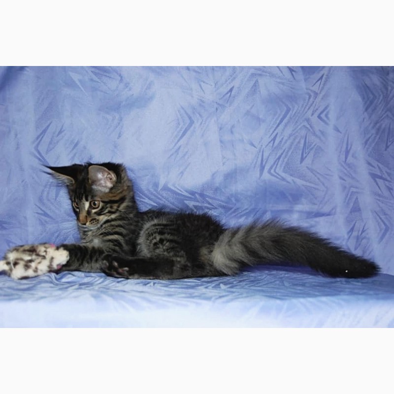 Фото 5. Мейн кун, очаровательные котята для шоу, для души