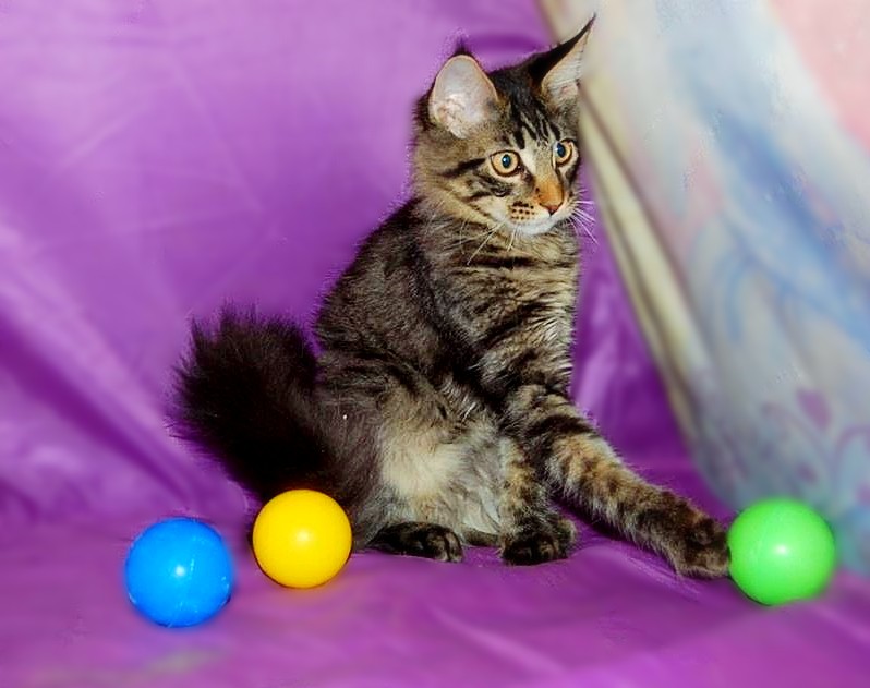 Фото 8. Мейн кун, очаровательные котята для шоу, для души