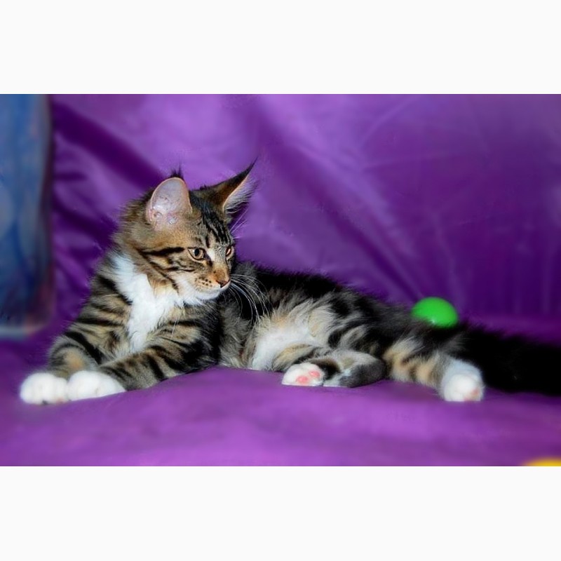 Фото 13. Мейн кун, очаровательные котята для шоу, для души