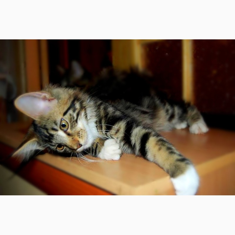 Фото 15. Мейн кун, очаровательные котята для шоу, для души