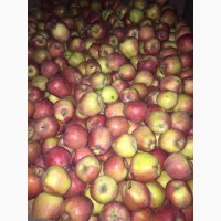 Свежие яблоки оптом от 50 кг. до 5000 тон