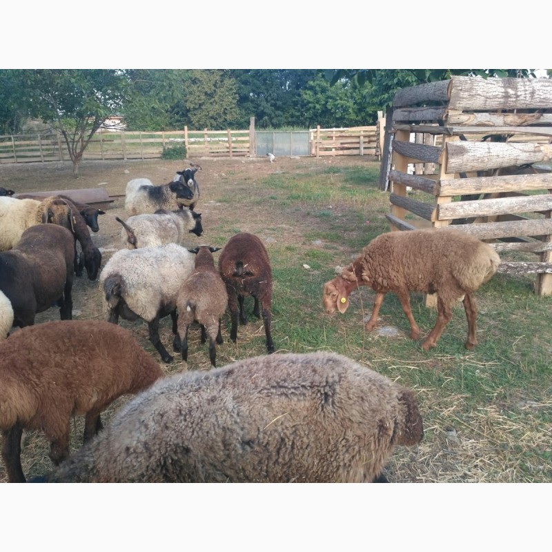 Фото 2. Продам вівці романоської породи