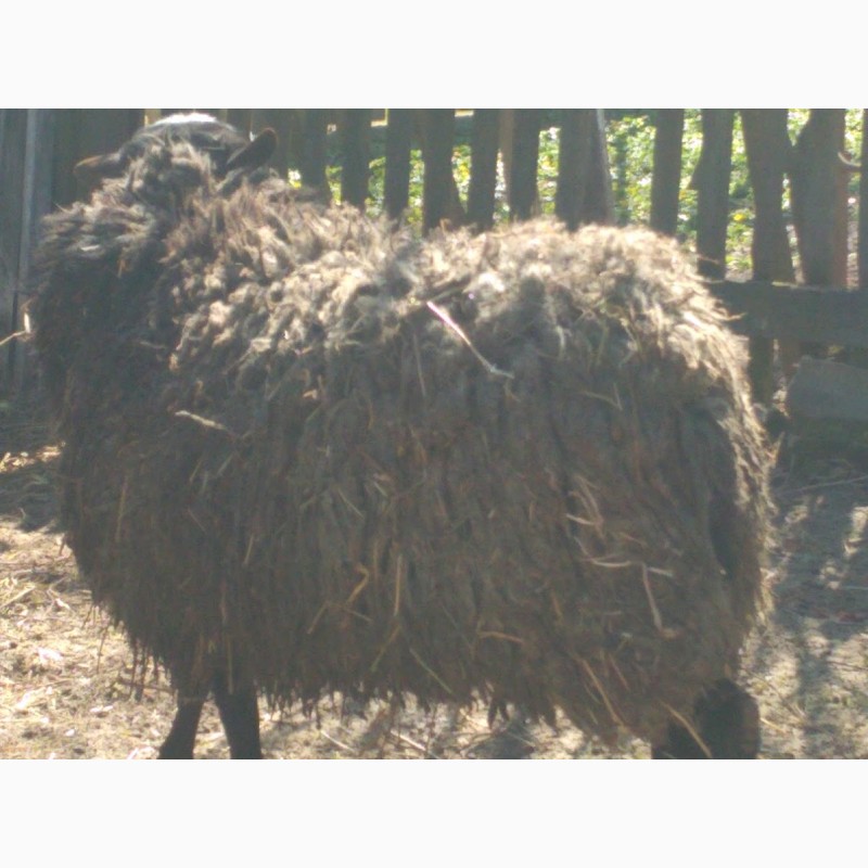 Фото 3. Продам вівці романоської породи