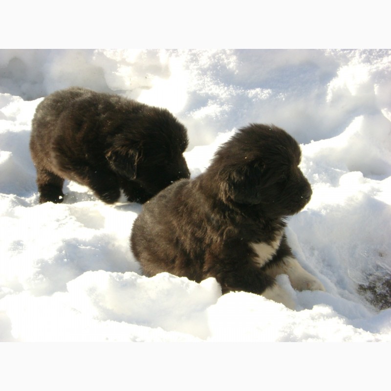 Фото 7. Ньюфаундленд - щенки