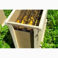Бджолопакети породи Бакфаст