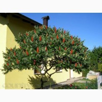 Продам саженцы Уксусного дерева (Сумаха Пушистого Оленерогого) и много других растений