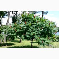 Продам саженцы Уксусного дерева (Сумаха Пушистого Оленерогого) и много других растений