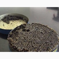 Caviar caspian Продам Настоящую чёрную икру осетра