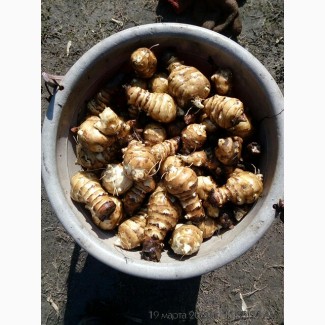 Продам топинамбур свежий со своего огорода 5-50 кг