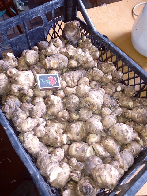 Фото 3. Продам топинамбур свежий со своего огорода 5-50 кг