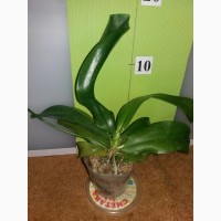 Продам подростки орхидей 2.5