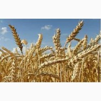 Семена озимой пшеницы ПРАКТИК Франция