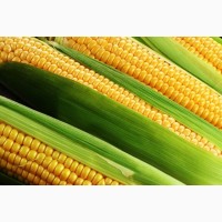 Семена кукурузы ДН Днипро (ФАО 300)