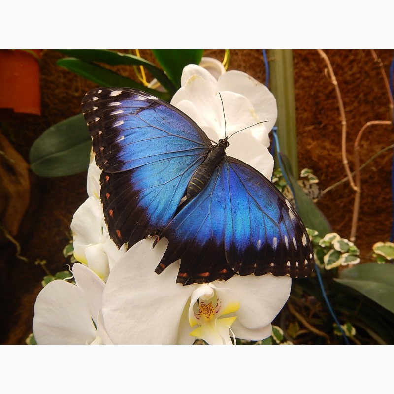 Фото 2/2. Живые тропические бабочки Зимой и Летом, Удивите ваших близких
