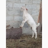 Продам козу котную
