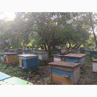 Продажа бджолопакетів Карніка