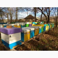 Продажа бджолопакетів Карніка