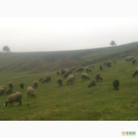 Продам вівці, романівської породи