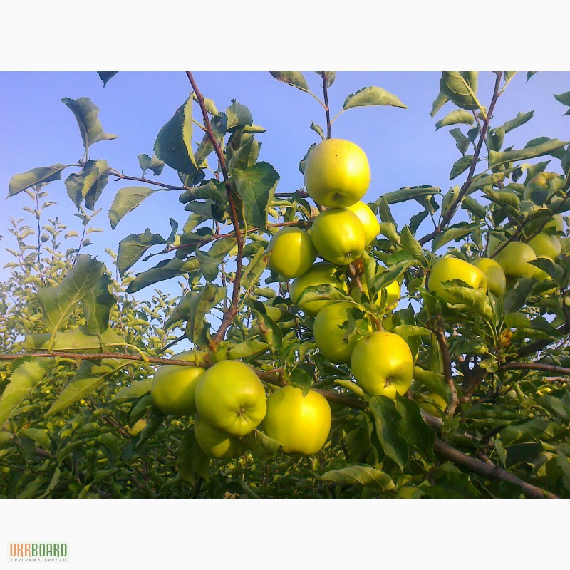 Фото 2. Продам с сада Донецкой области оптом яблоки