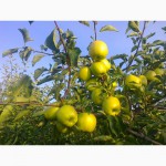 Продам с сада Донецкой области оптом яблоки