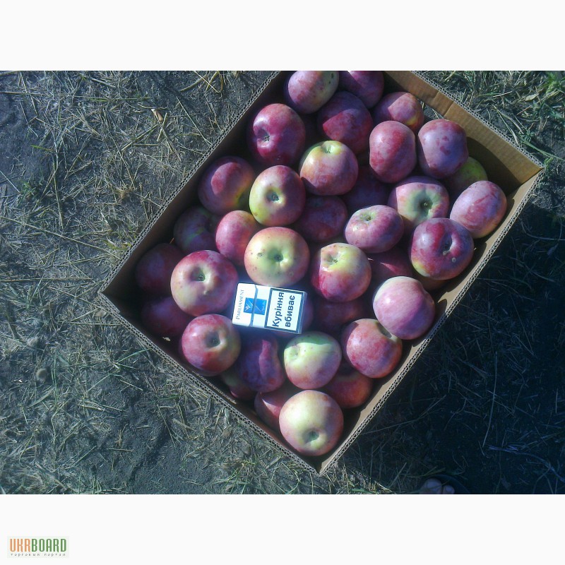 Фото 3. Продам с сада Донецкой области оптом яблоки