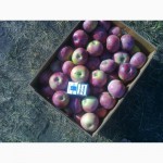 Продам с сада Донецкой области оптом яблоки