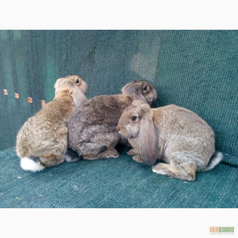 Фото 2/7. Продам кроликов породы французский баран