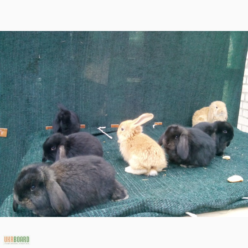 Фото 3/7. Продам кроликов породы французский баран