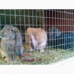 Продам кроликов породы французский баран