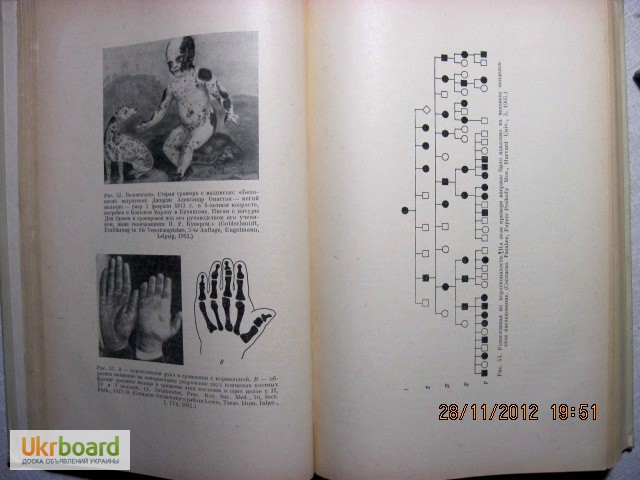 Фото 6. Штерн Основы генетики человека 1965г, 1-е изд Ардашникова Эфроимсона Наследственность Ген