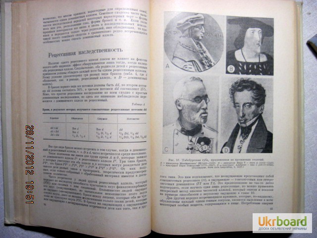 Фото 7. Штерн Основы генетики человека 1965г, 1-е изд Ардашникова Эфроимсона Наследственность Ген