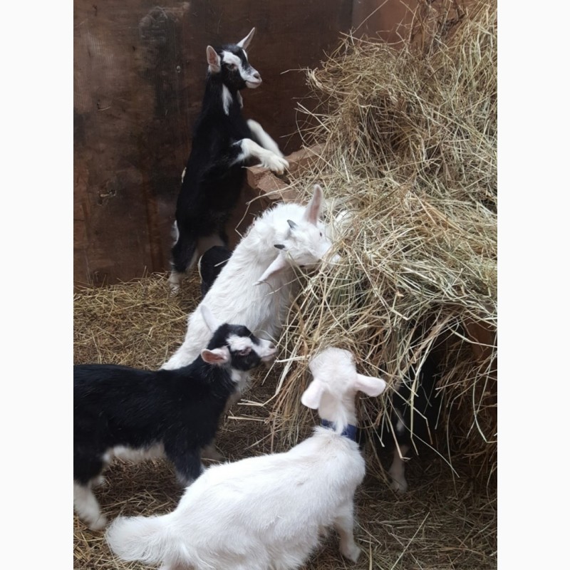 Фото 3. Сено в тюках для лошадей, КРС, овец, коз с бесплатной доставкой по Украине