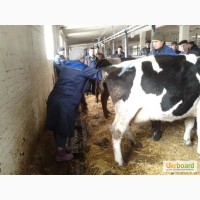 Агрофирме требуется специалист по искуственному осименинию коров