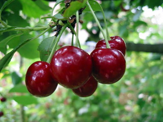 Фото 15. Саженцы черешни, вишни, вишнево-черешневого гибрида
