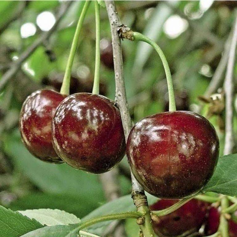 Фото 16. Саженцы черешни, вишни, вишнево-черешневого гибрида