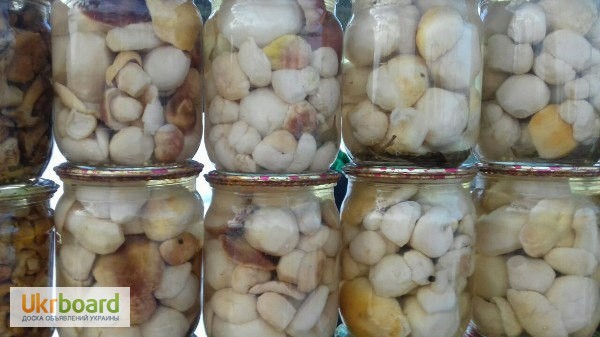 Фото 2. Продам грибы, Белые, лисички, грузди, опята, маслята