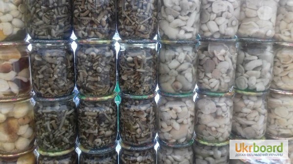 Фото 3. Продам грибы, Белые, лисички, грузди, опята, маслята