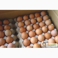 Инкубационное яйцо КОБ-500