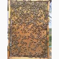 Продам бджолопакети на українську рамку