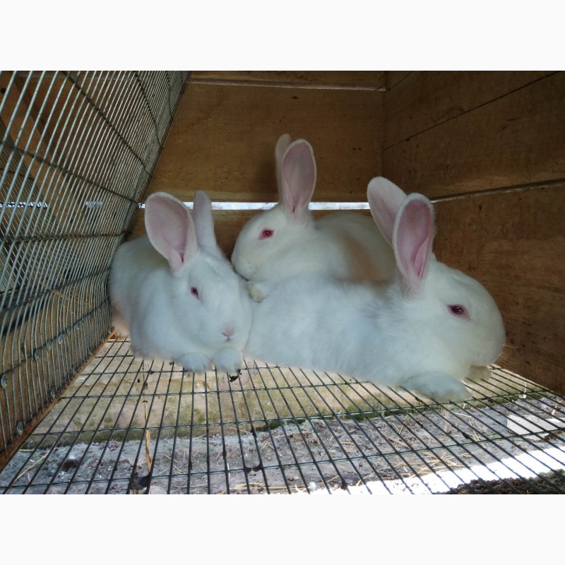 Фото 3. Кроленята. Продам кролі Термонської породи. Кролики термонці. Термони