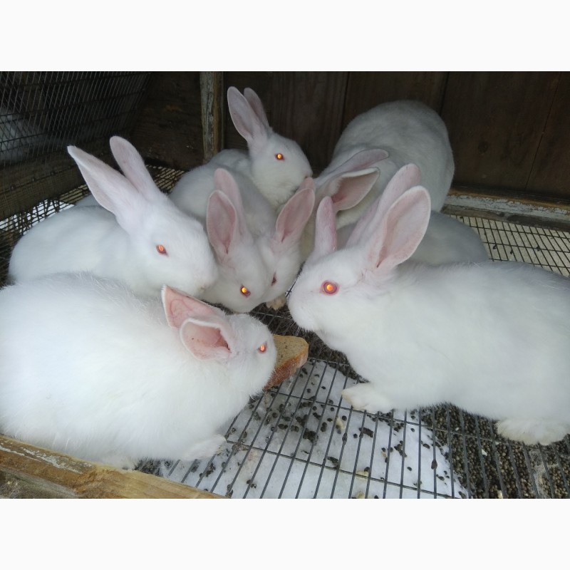 Фото 4. Кроленята. Продам кролі Термонської породи. Кролики термонці. Термони