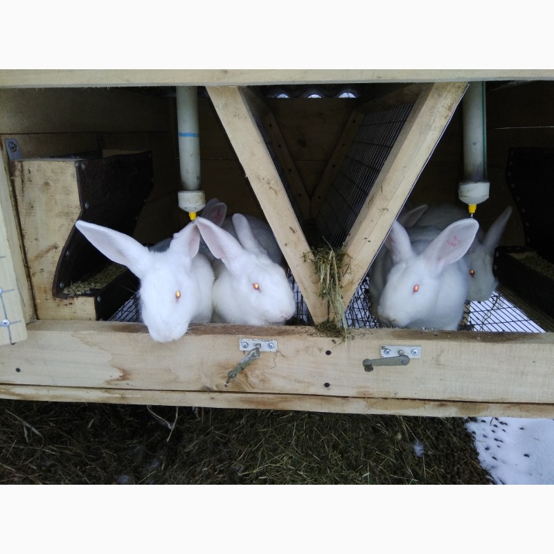 Фото 5. Кроленята. Продам кролі Термонської породи. Кролики термонці. Термони