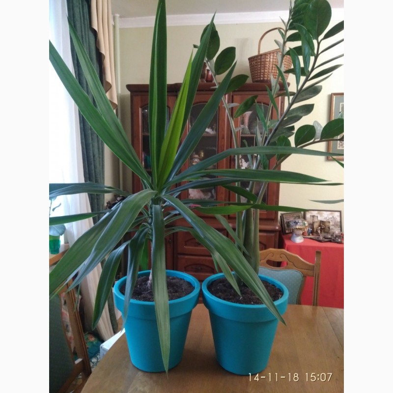 Комнатные растения для дома и офиса, Юкка