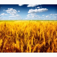 Продам пшеницу на эспорт. От поставщика от 1000 тысячи тонн