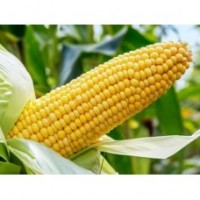 Семена кукурузы АР18102К(СИМОНА)