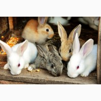 Продам кроликі (молодняк)